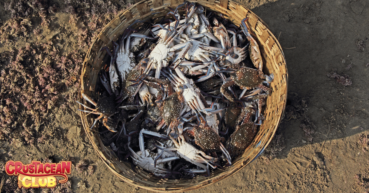 Caught crabs being stored in a basket 