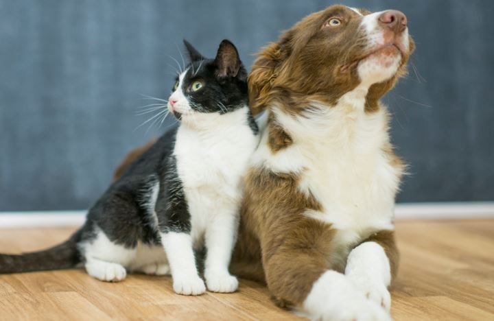 A dog and cat looking away from eat other