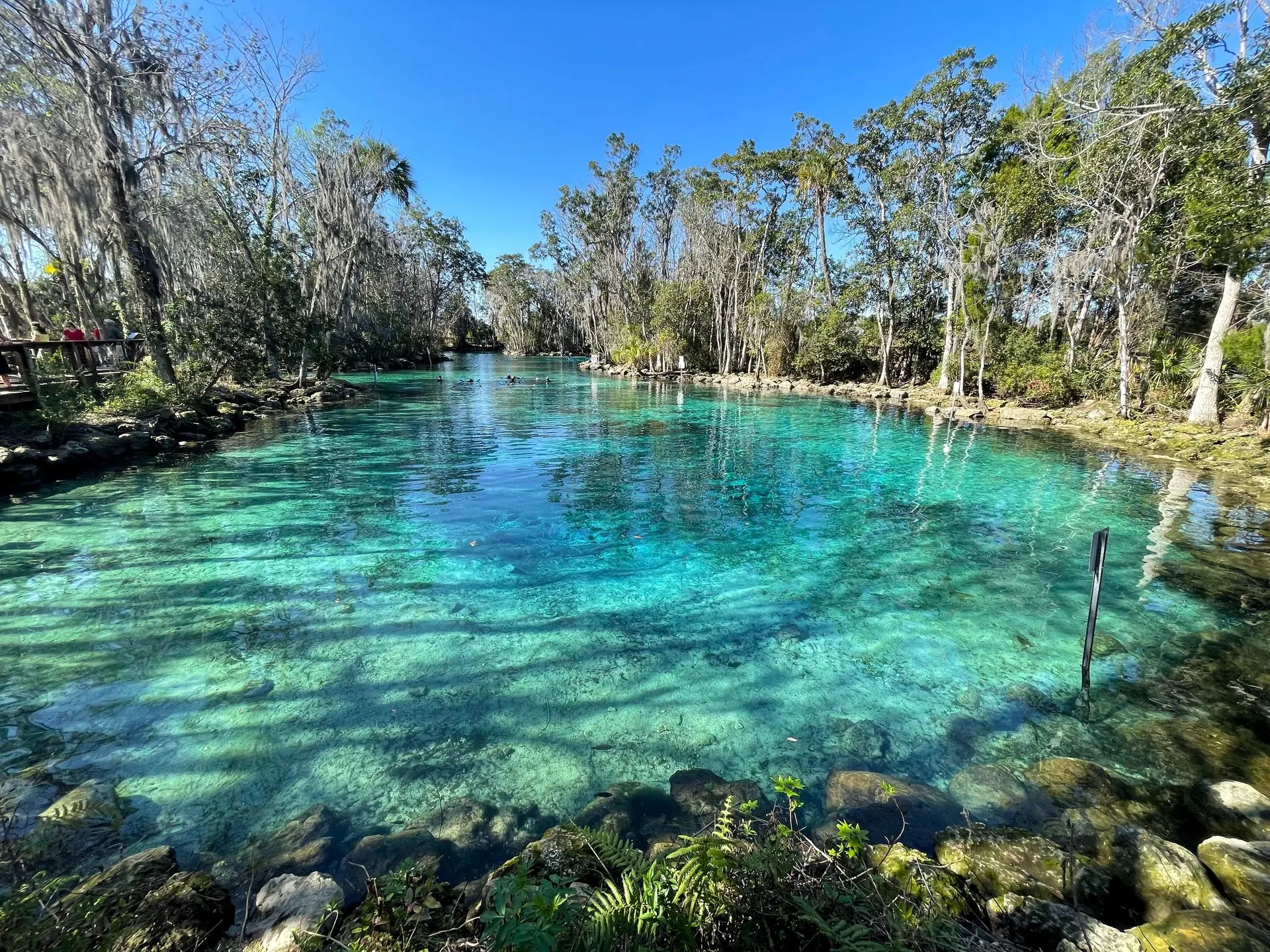 Top Destinations for Manatee Encounters