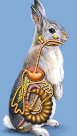 Rabbit's Digestive System, Common Issues