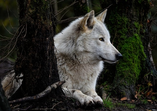 grey wolf, timber wolf, wolf