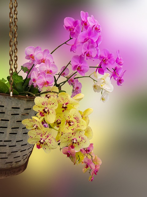orchids, flowers, hanging basket