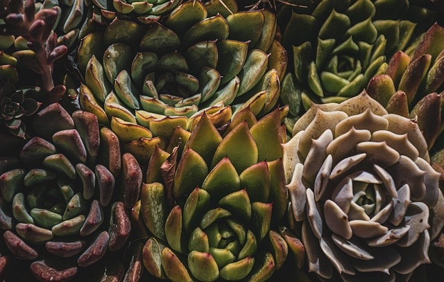 cactus, garden, leaves, green, botany, succulents, houseplants, nature, close up, calming, green growth, potted plant, succulent flower, mini flowerpot, succulent, botanical, greenhouse, gardening, plants, potted, many, green cactus, cactus nursery, evergreen, cactus plant, cactus, cactus, cactus, cactus, cactus, leaves, succulents, succulents, houseplants, nature, plants