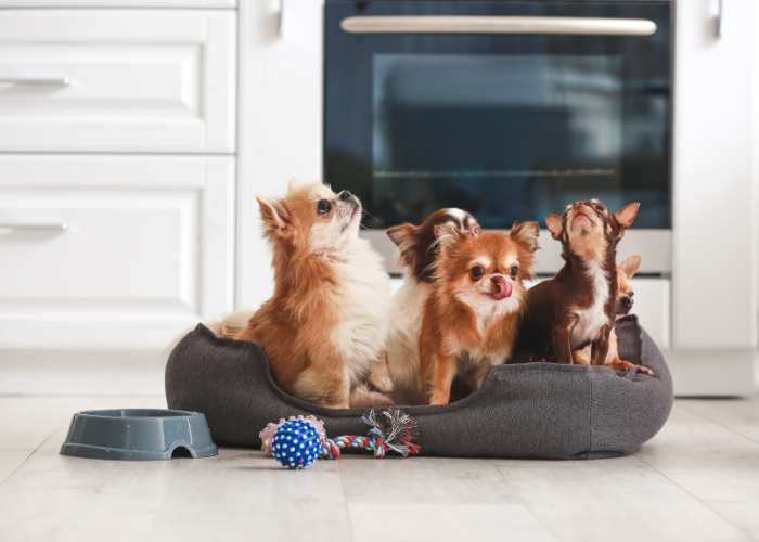 A group of small dog breeds, including a bichon frise, a cavalier king charles spaniel, a shih tzu, a yorkshire terrier, and a poodle