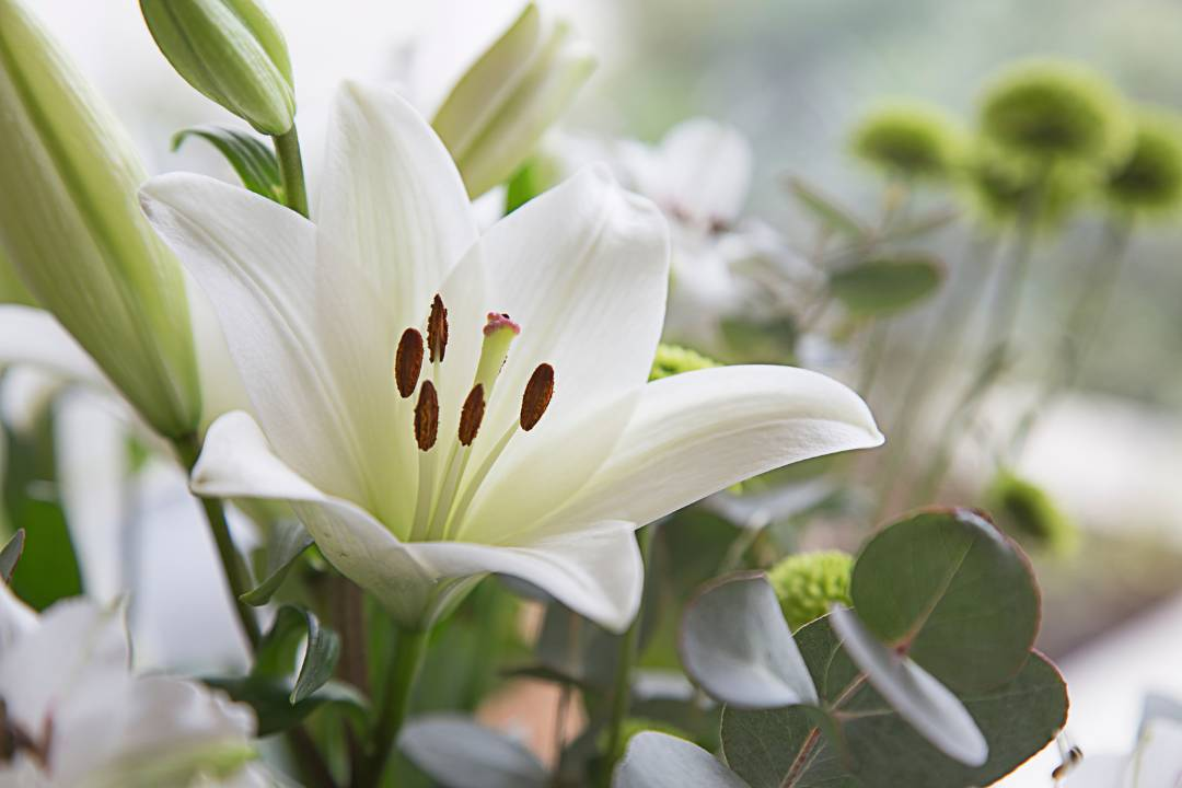 Open lily flower, trumpet lily, easter lily blooming in mid to late summer. Lilies may bloom early as cut flowers.