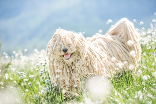 A smiling Puli dog in a field of flowers