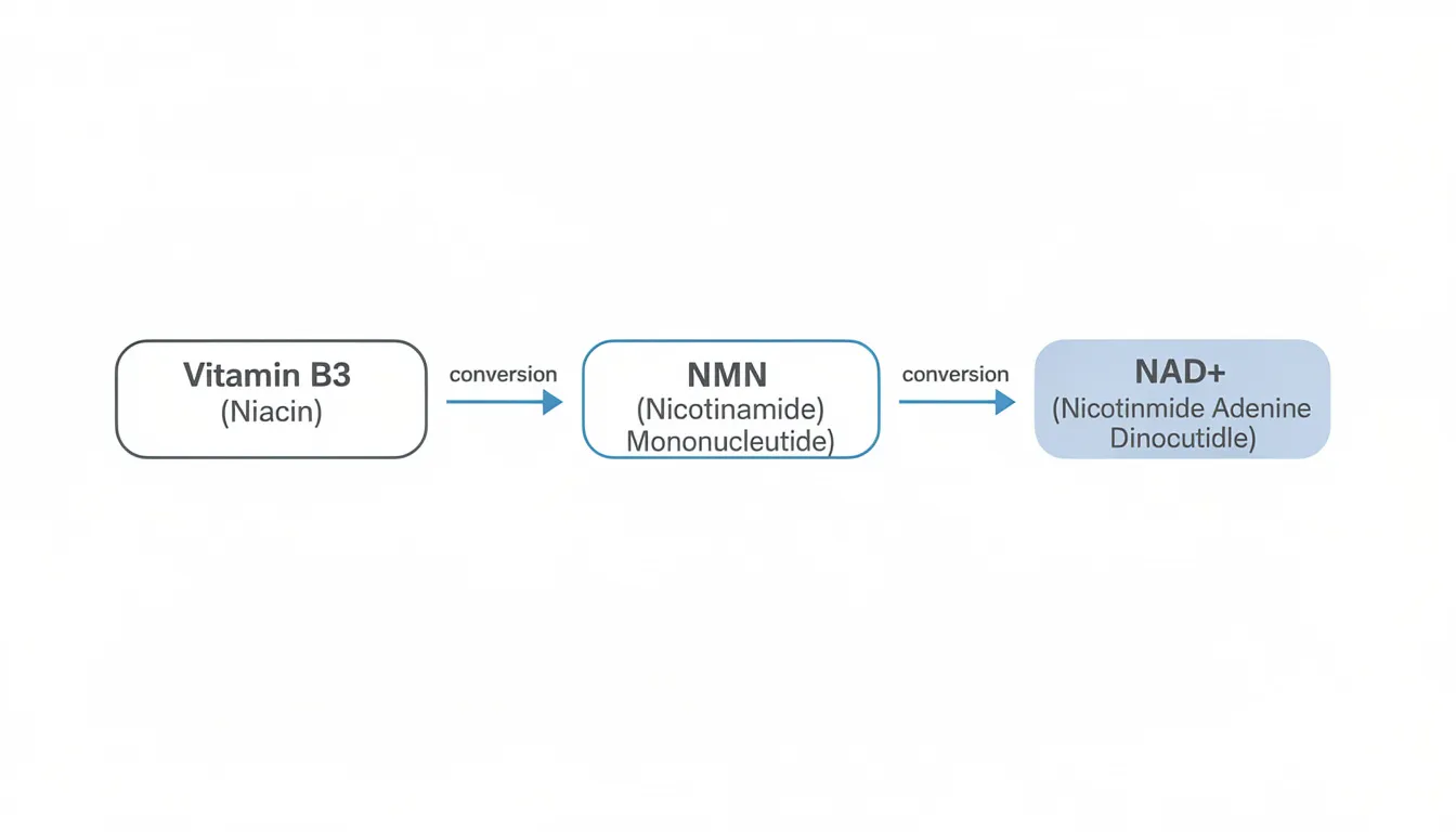 The image is a simple diagram illustrating the conversion pathway from Vitamin B3 to nicotinamide mononucleotide (NMN) and then to nicotinamide adenine dinucleotide (NAD+), with arrows indicating each step of the process. This diagram highlights the importance of NMN supplementation for metabolic health and its potential benefits for energy production and overall human health.