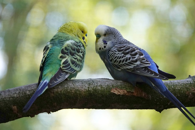 budgie, few, entertainment, birds 