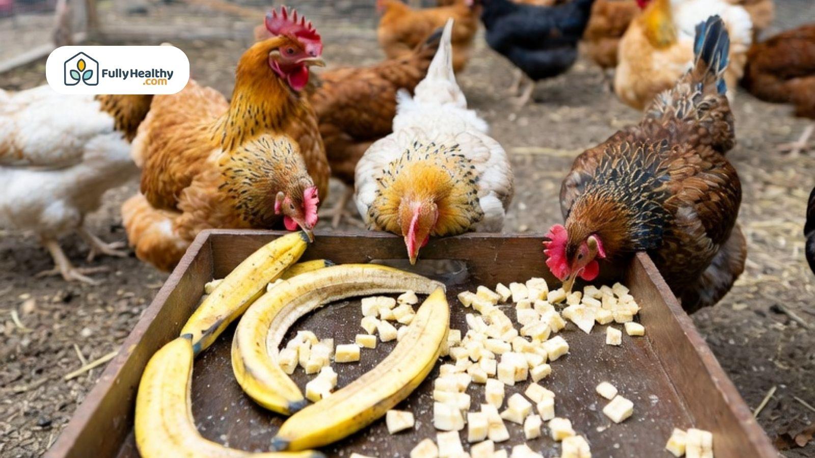 Backyard chickens eating chopped banana pieces and whole banana peels from a wooden feeding tray.