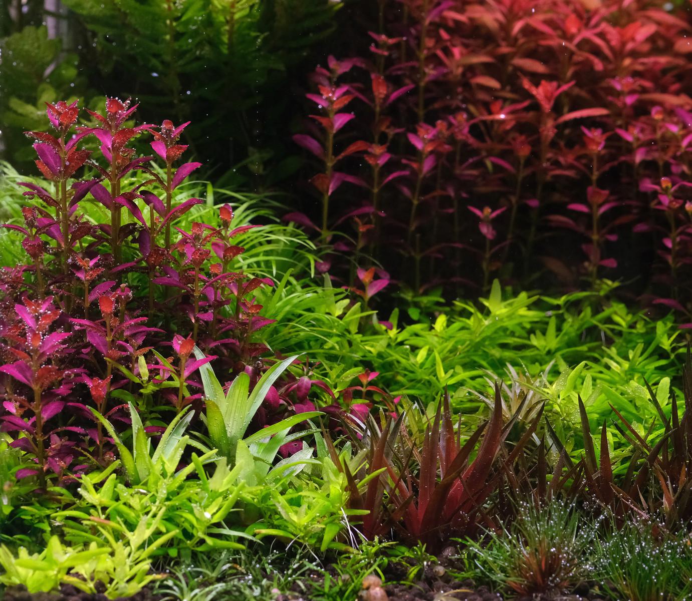 Plants that require high CO2: Rotala 'florida', eriocaulon quinquangulare