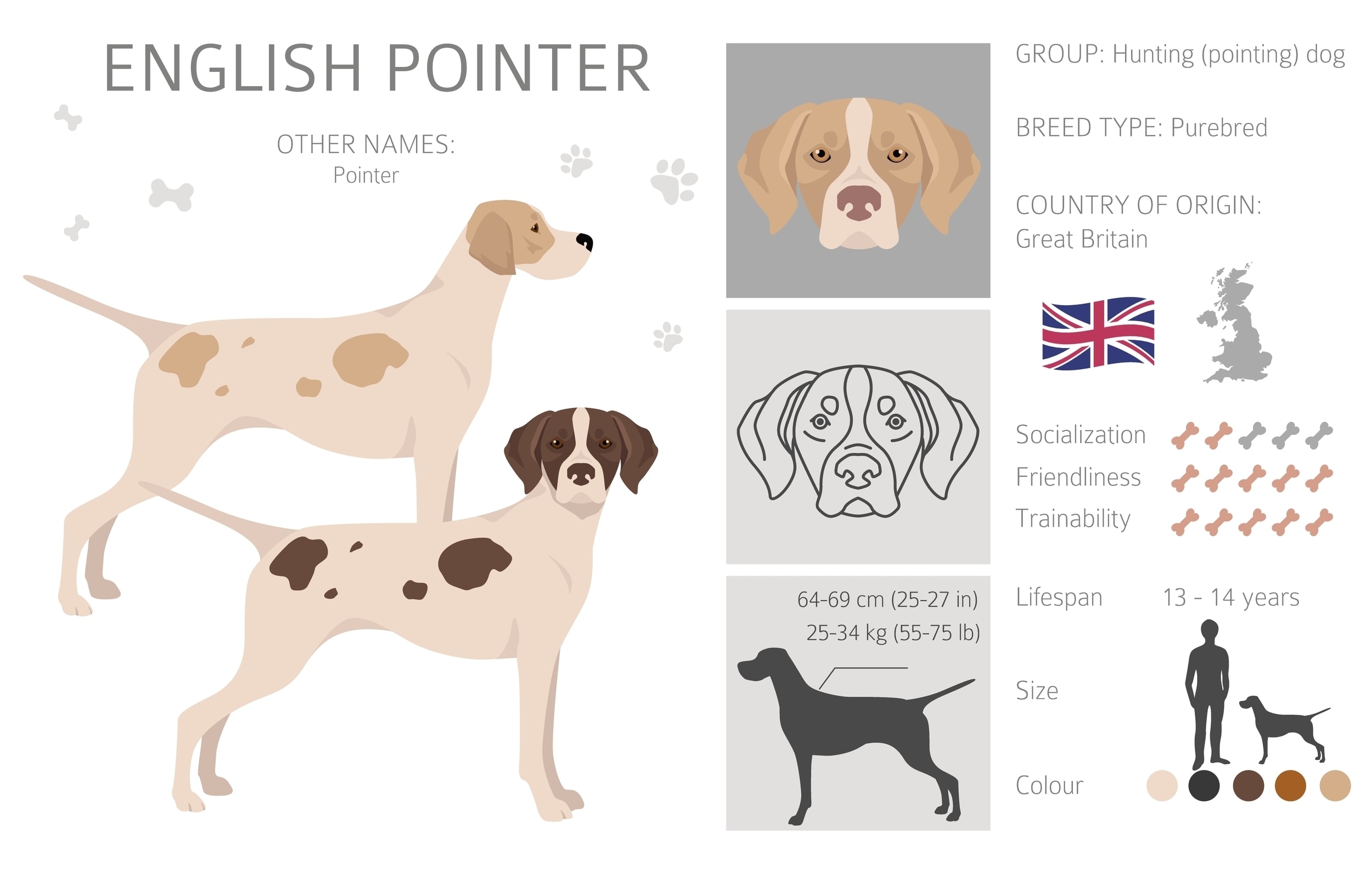 An infographic of the English Pointer