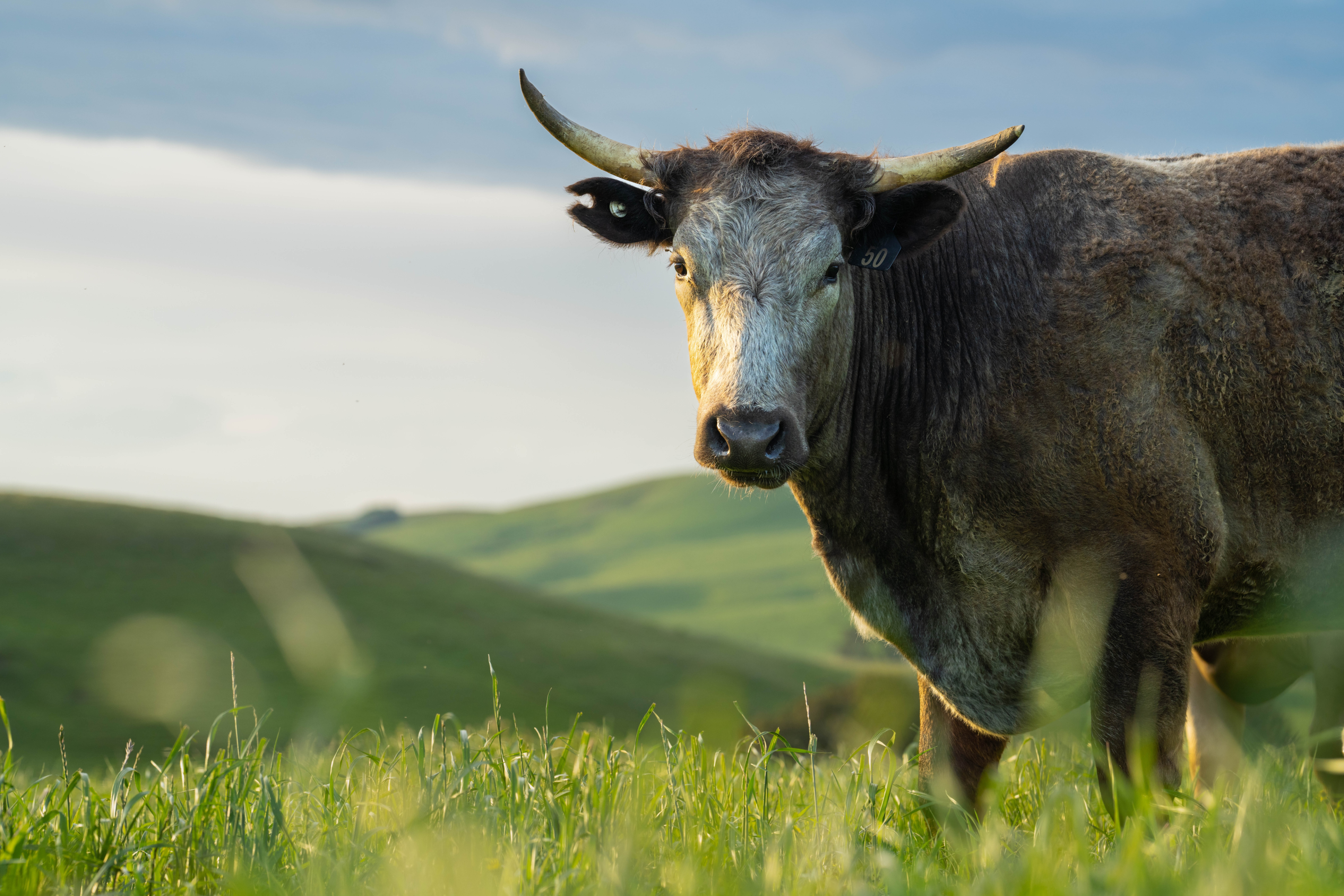 Wagyu Cow Price: Understanding the Cost of this High-Quality Beef –  WagyuWeTrust