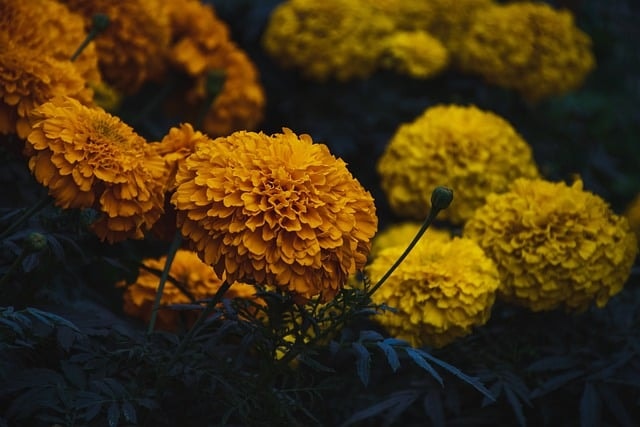 marigold, flower, nature, beautiful flowers, flower background, flower wallpaper, leaves, flora, orange, yellow, seasonal, bloom, blossom, botany, dark, marigold, marigold, marigold, marigold, marigold