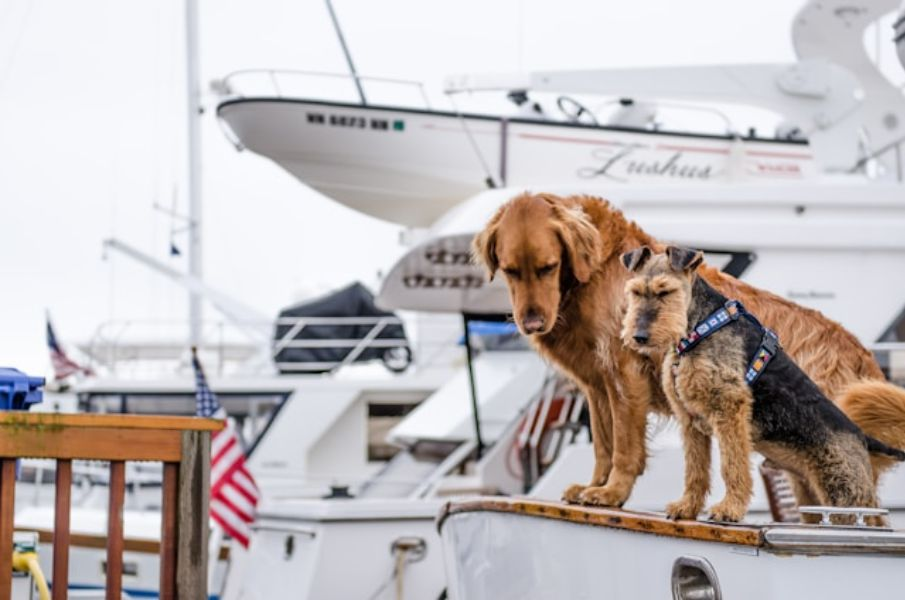 Two Brown Dogs On A Yacht