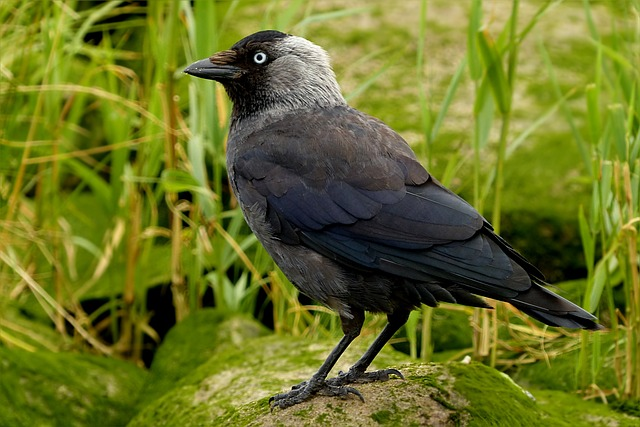 animal, jackdaw, Birds that start with J