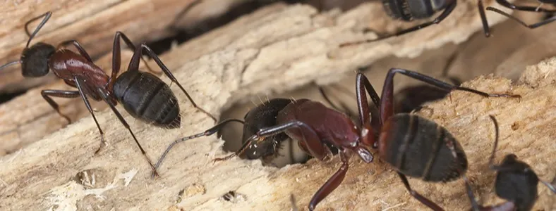 An image of carpenter ants making a nest in rotting wood.