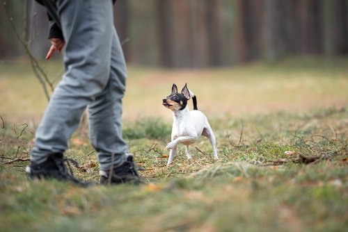 A Toy Fox Terrier with an owner doing training