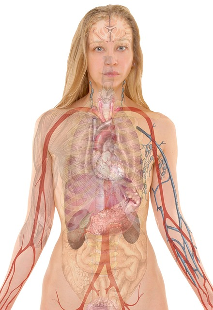 A graphical image of female anatomy with intestines, stomach, kidney, and other organs visible. 