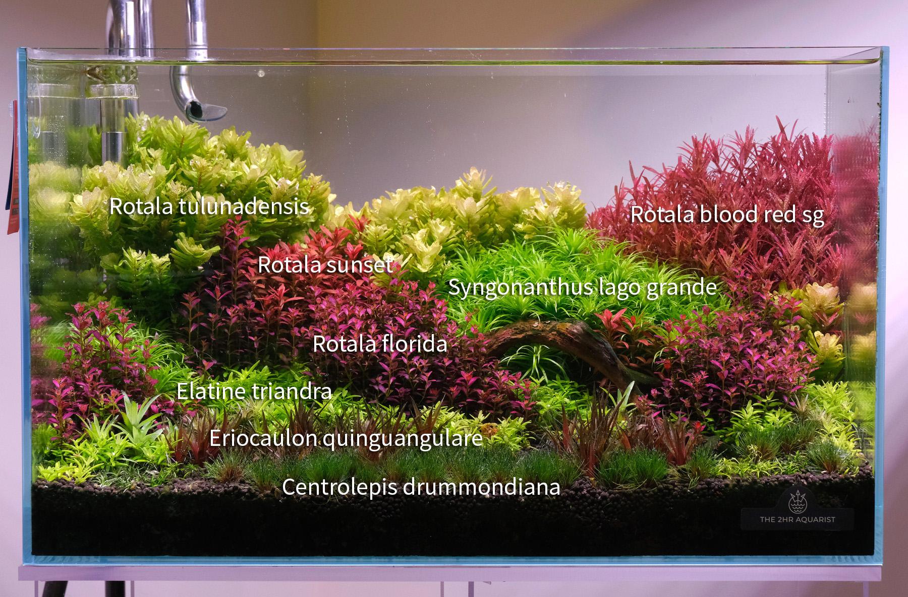 Planted tank with plant names tagged onto the picture