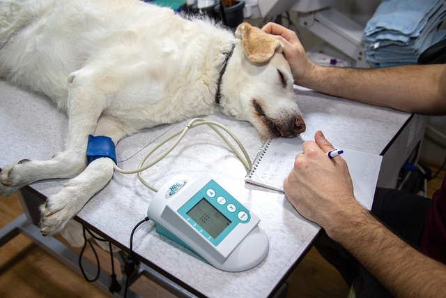 veterinary, blood pressure, pressure measurement