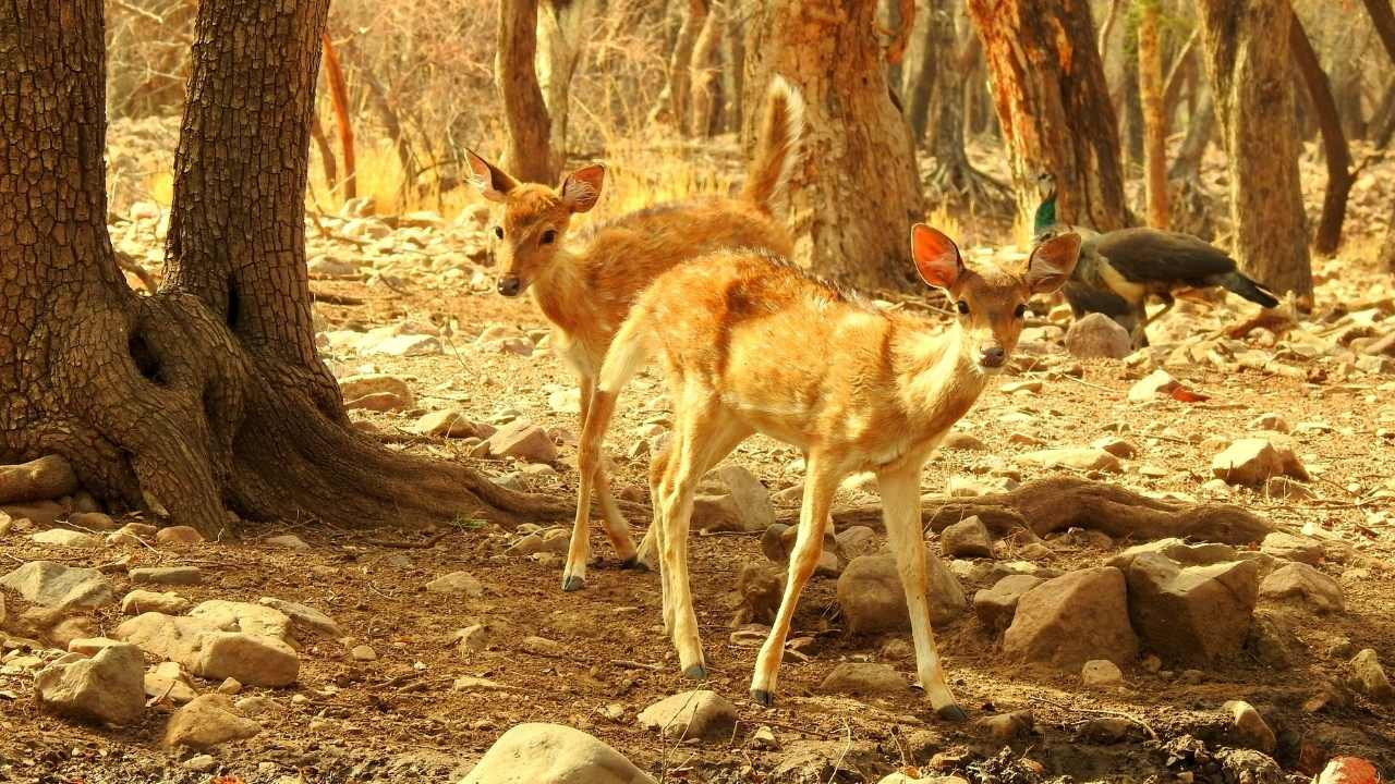 Deer, Ranthambhore, India 