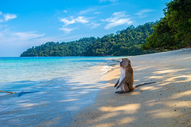 beach, ape, wildlife