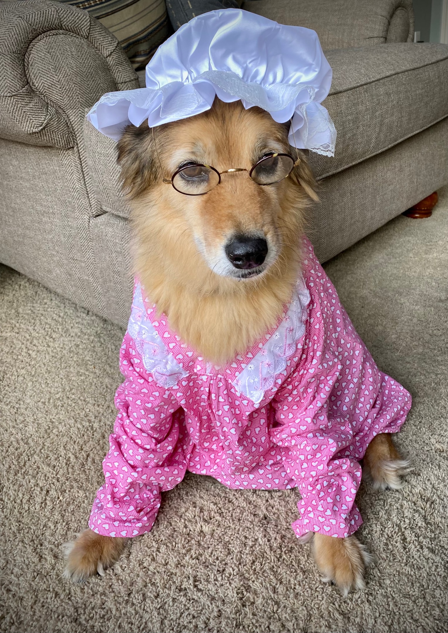 Red riding hood costume - our dog dressed as the wold playing the part of granny
