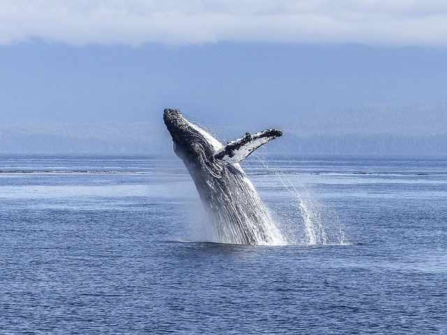 humpback whale, natural spectacle, nature