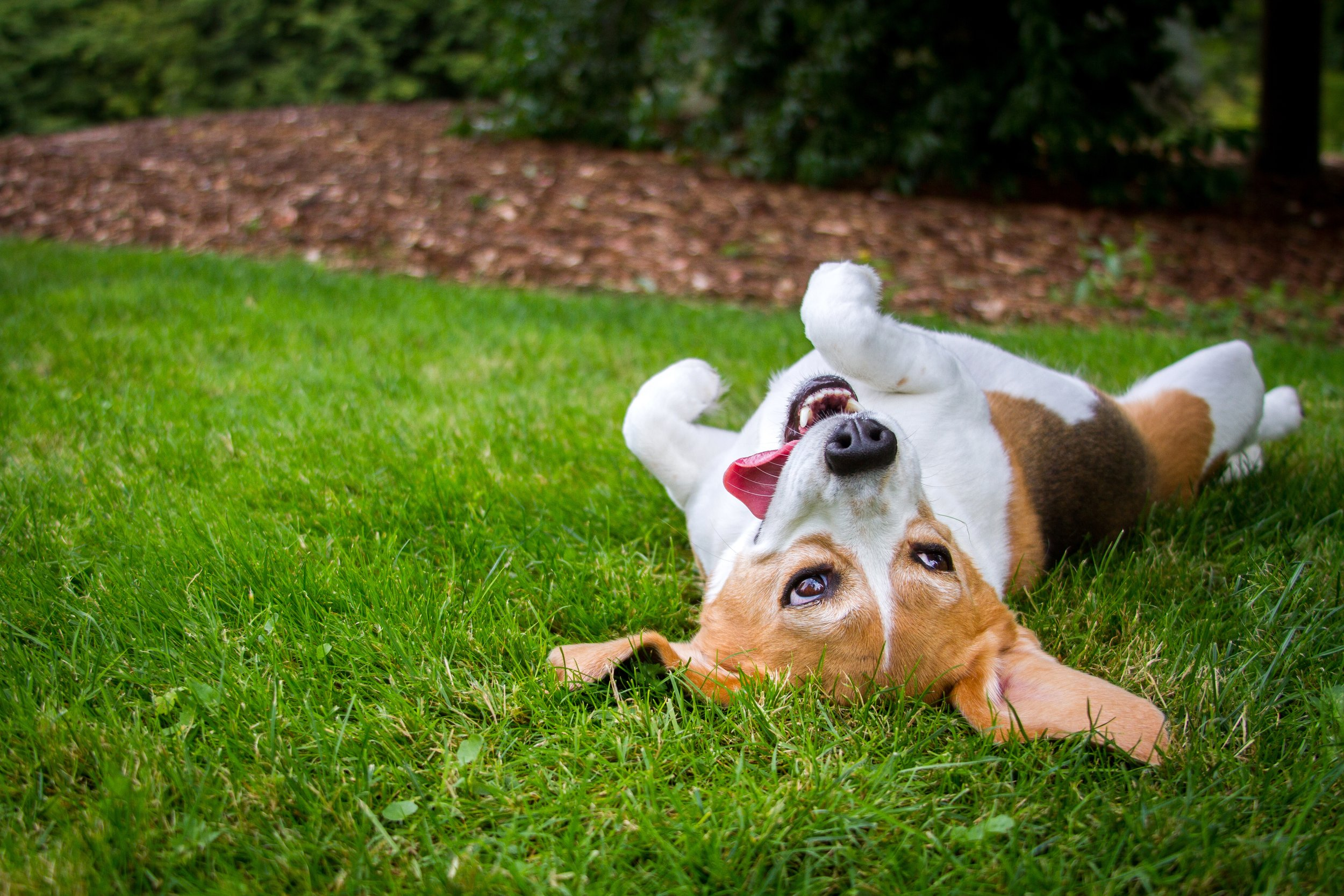 dog rolls, dogs roll in smelly