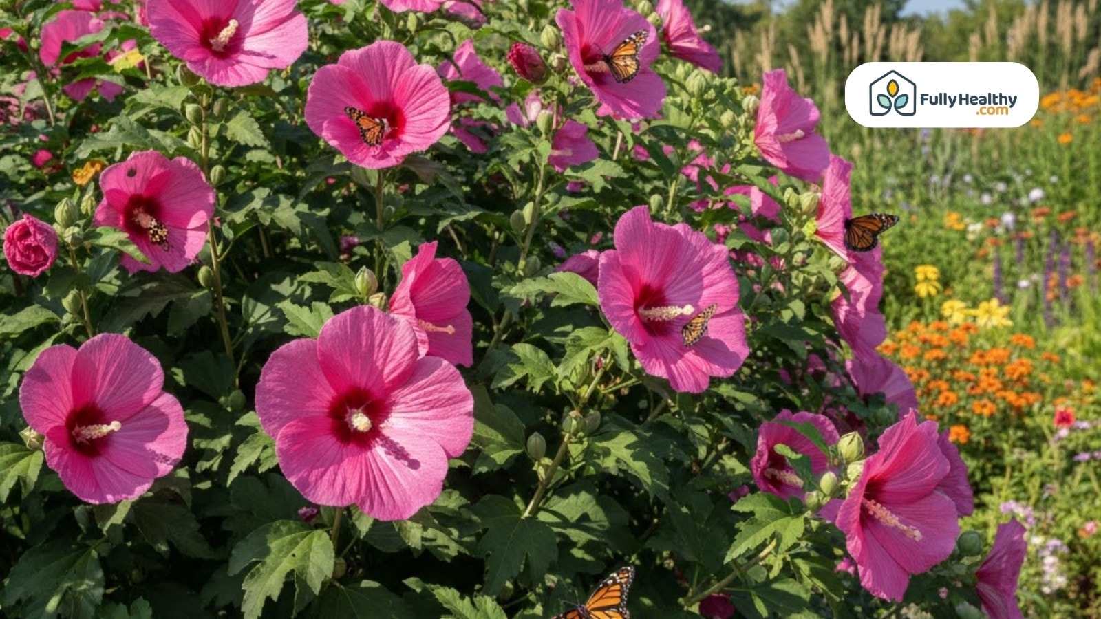 Vibrant pink hibiscus flowers blooming in garden, attracting butterflies