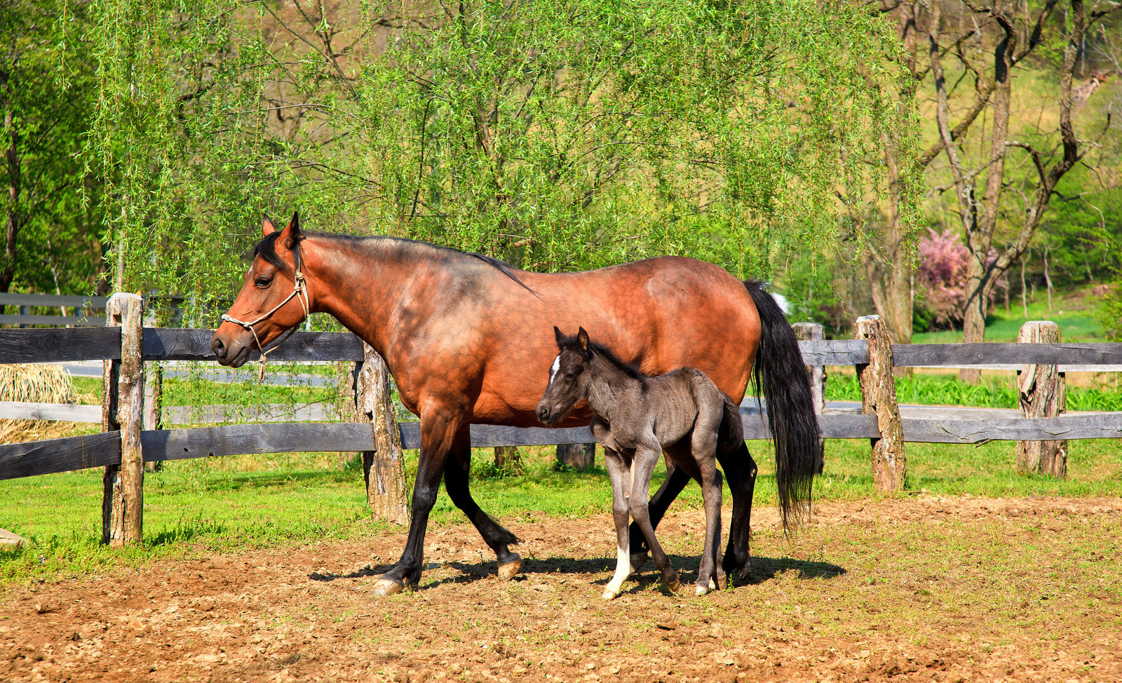 A mother Paso Fino with her foal.