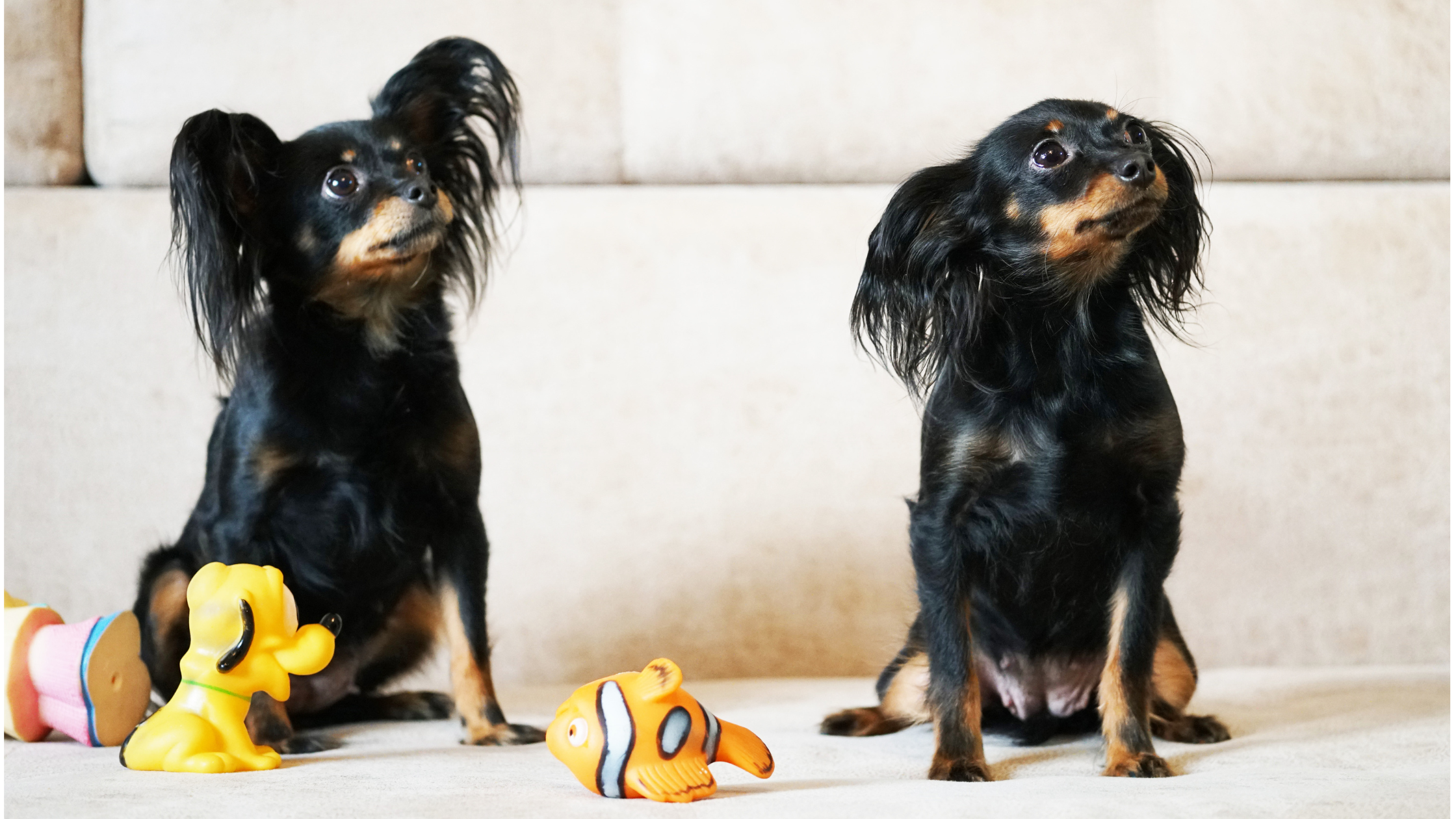 Two well trained Russia Toy Terriers