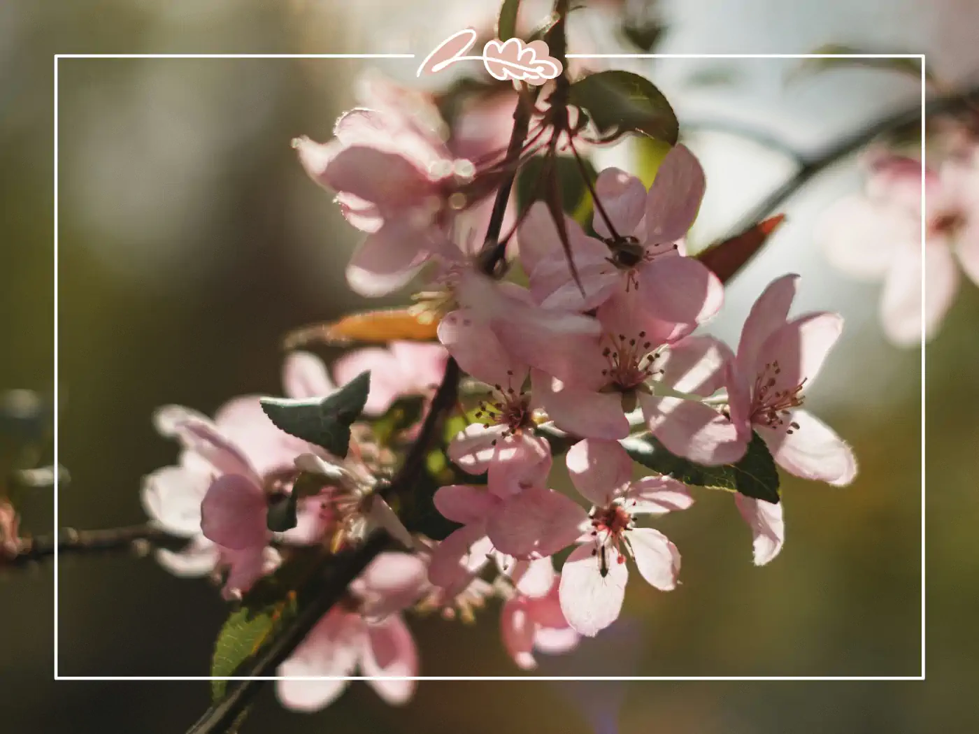 Apple blossom tree in full bloom with soft pink flowers bring peace. Symobolise peace with Fabulous Flowers and Gifts.