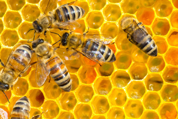 Installing Bees in their hives for biodiversity
