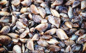 Zebra mussels