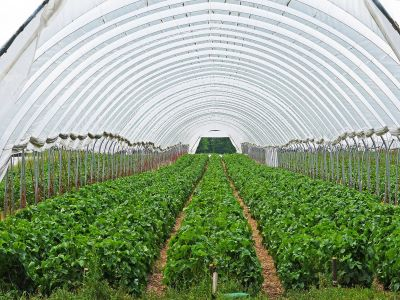 Best strains to grow in a greenhouse