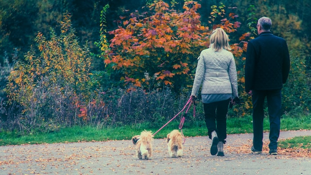 Couple Walking Two Dogs With Leash