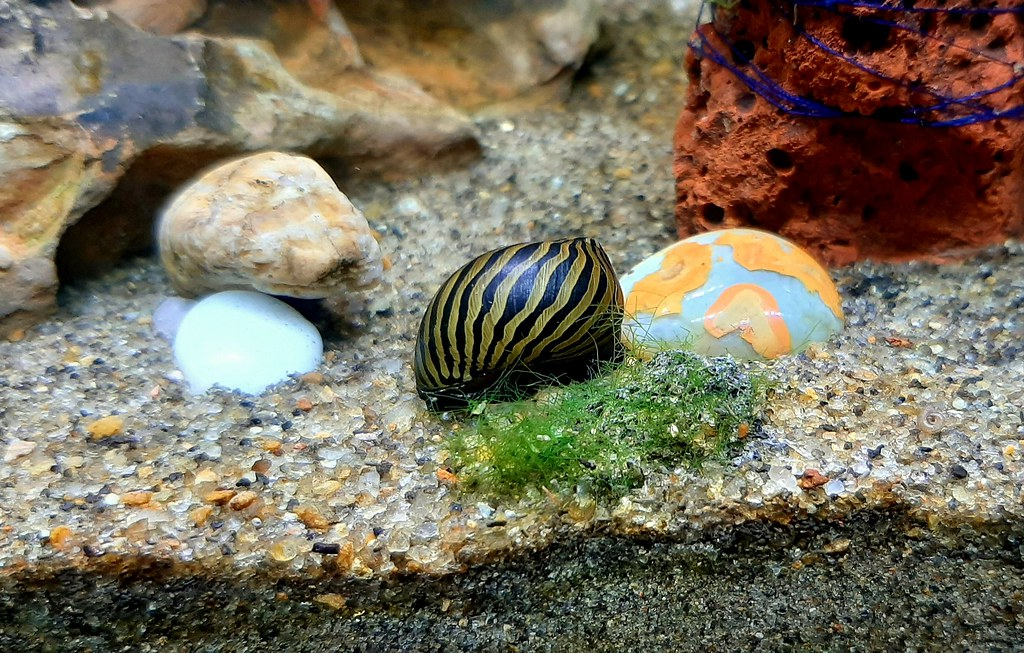the nerite snail