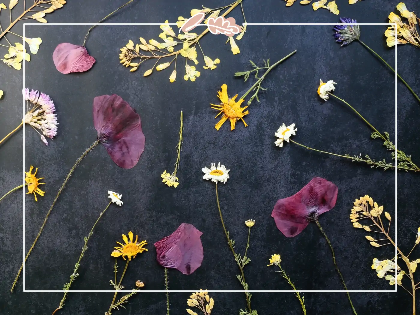 An assortment of pressed flowers, including yellow, white, and purple blooms, artistically arranged on a dark background. Fabulous Flowers and Gifts.