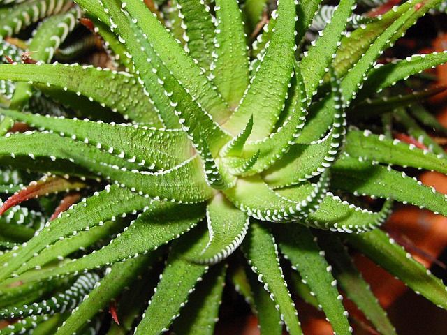 Aloe vera plant