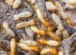 Close Up Termites Or White Ants In Thailand Stock Photo, Picture And  Royalty Free Image. Image 19046037.