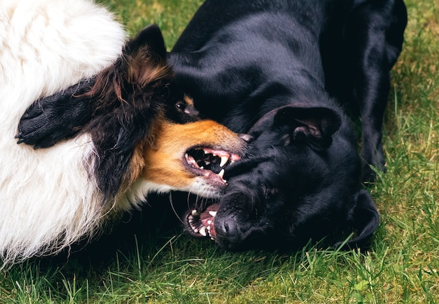 Two Dogs Play Biting On Grass