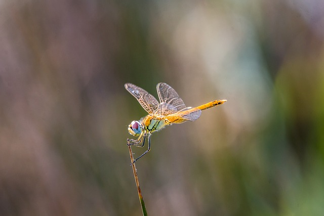 dragon-fly, golden dragonfly, macro