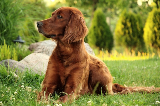 dog, portrait, irish setter