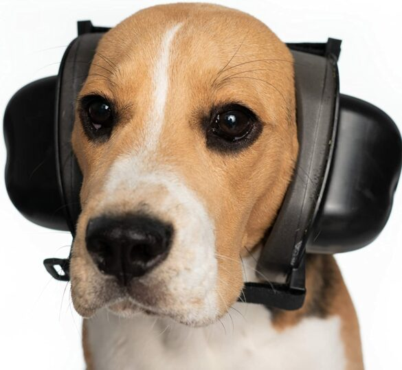 Noise cancelling sale for dogs