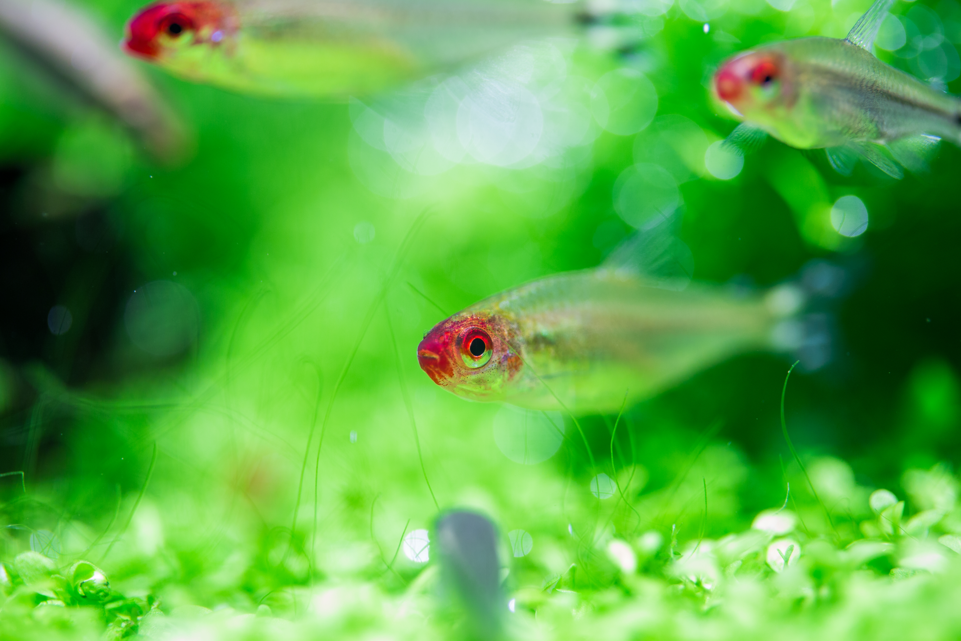 fish by Chris Oddy