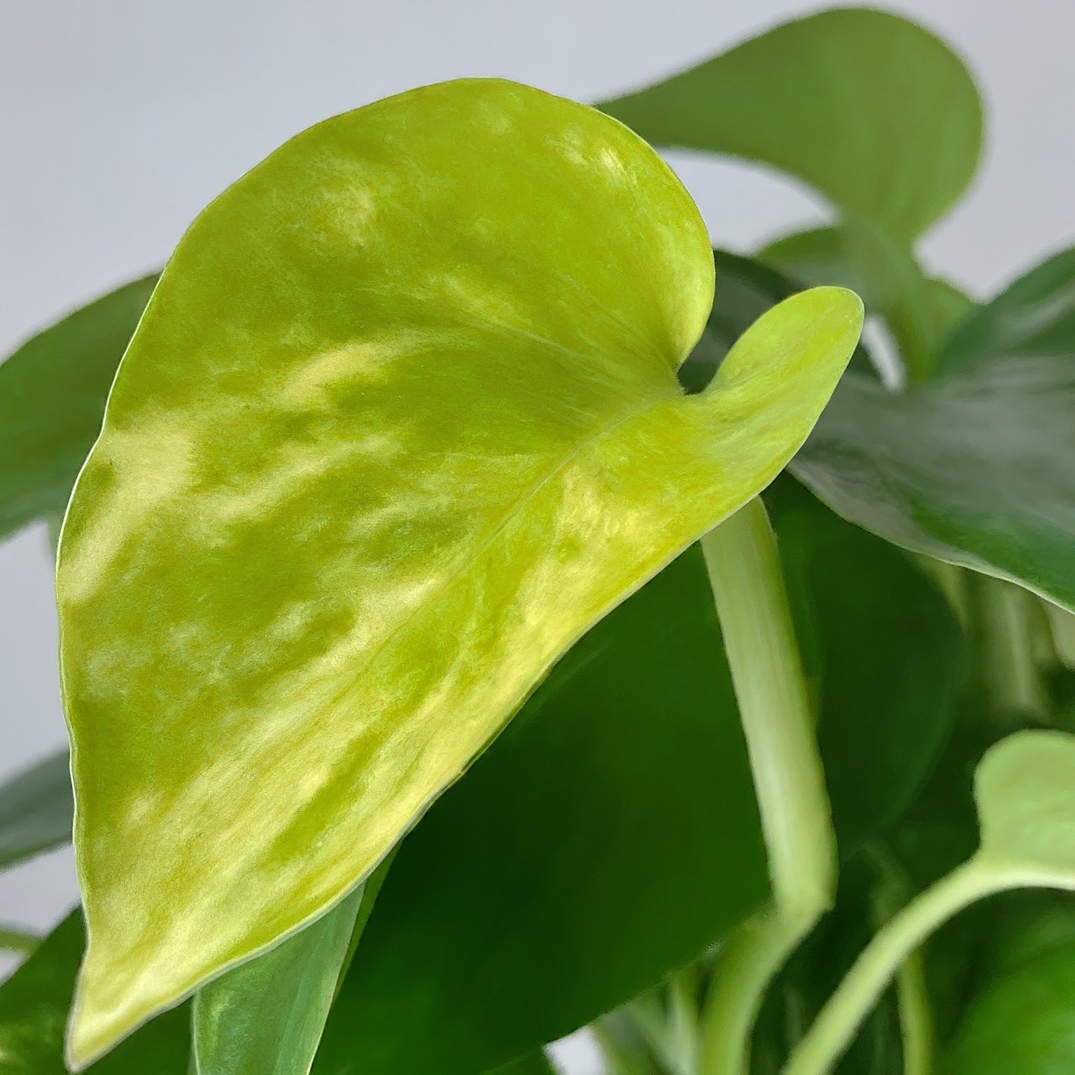 Golden Pothos