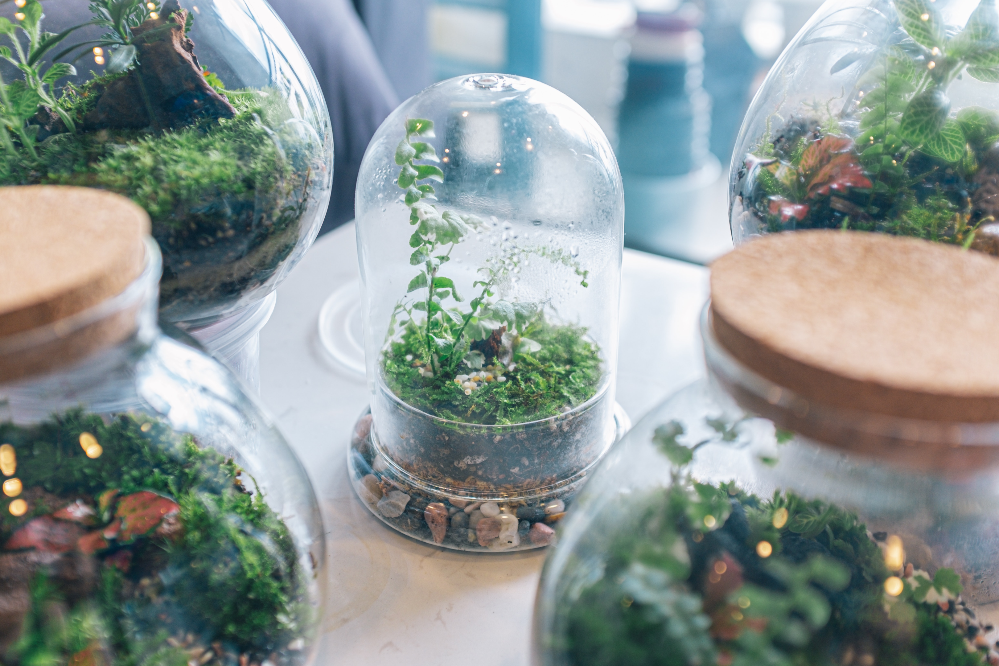 Plants in Glass Containers