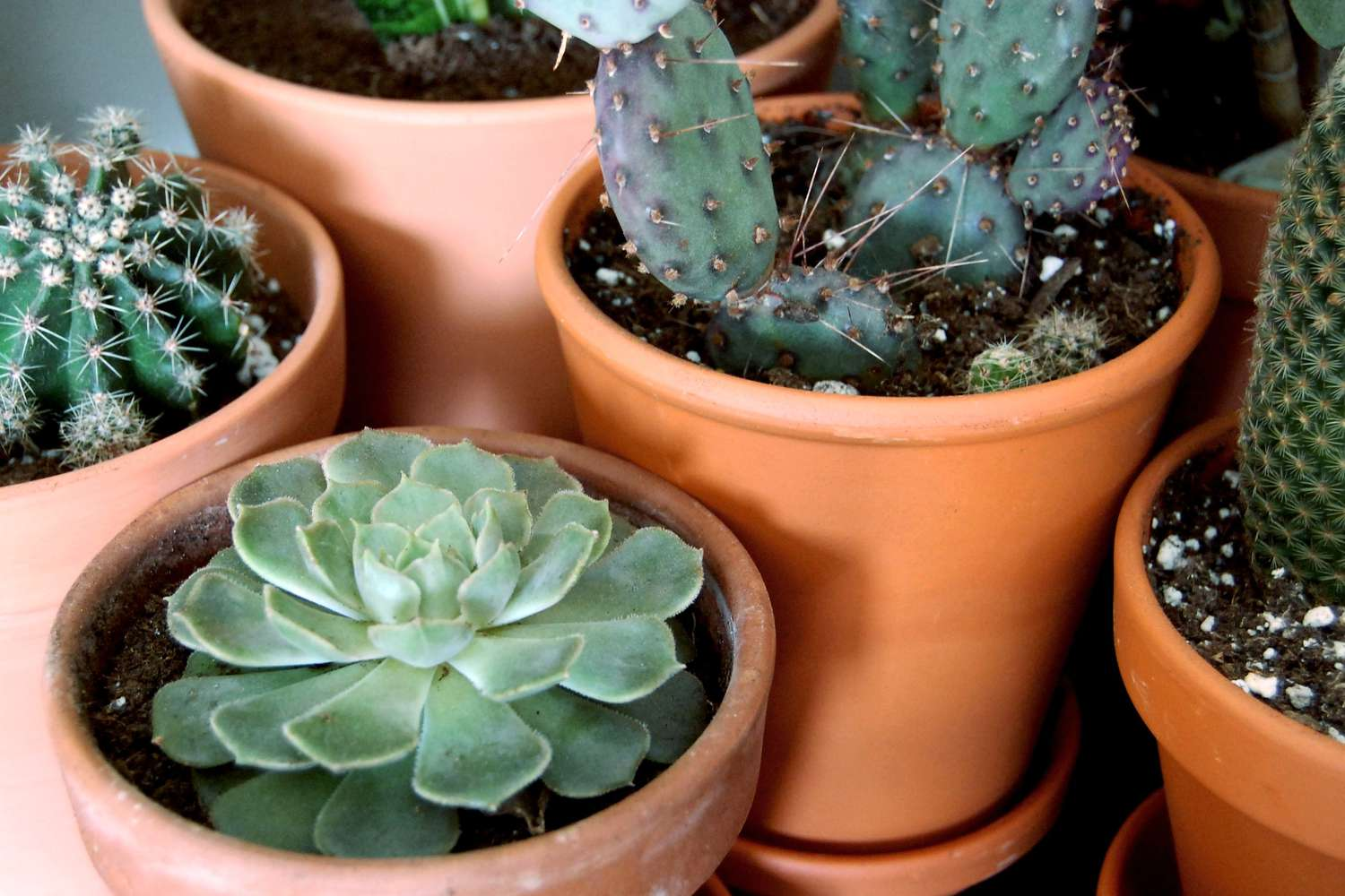 succulents and cacti