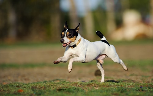 A TFT running in a park